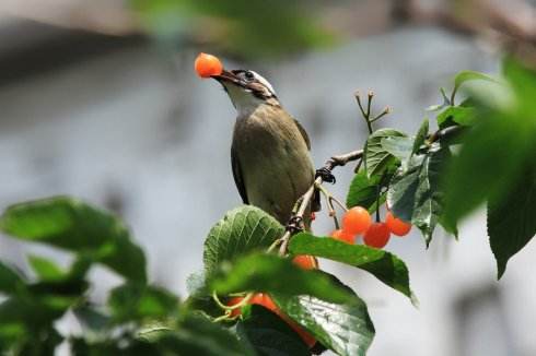 超聲波驅(qū)鳥器有沒有用?