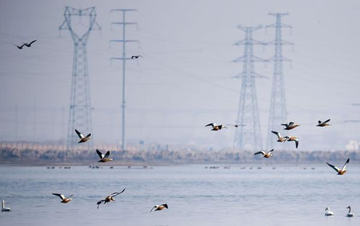 電力智能型驅(qū)鳥器,電力防護(hù)利器打造鳥類“禁區(qū)”